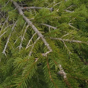 Хвойные опилки оптом в Тюмени купить - оперативная доставка по всей России