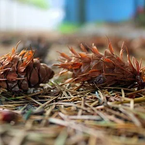 Хвойные опилки оптом в Тюмени от завода-производителя Лигнум Ресурс