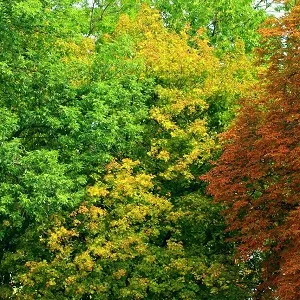 Лиственные опилки оптом в Тюмени купить - оперативная доставка по всей России