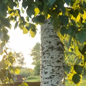 Опилки березовые оптом в Тюмени купить - оперативная доставка по всей России