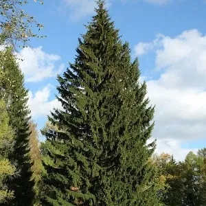 Еловые опилки оптом в Тюмени купить - оперативная доставка по всей России