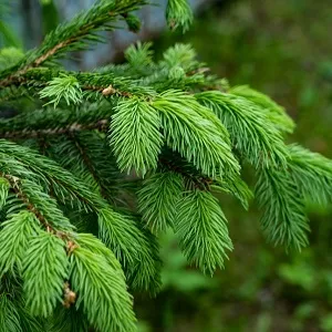 Еловые опилки оптом в Тюмени от завода-производителя Лигнум Ресурс