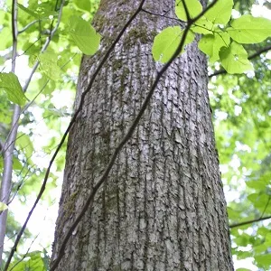 Опилки липовые оптом в Тюмени купить - оперативная доставка по всей России