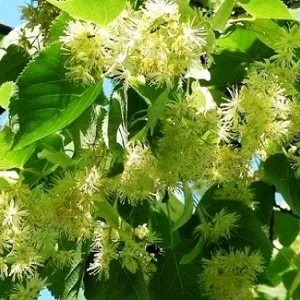 Опилки липовые оптом в Тюмени от завода-производителя Лигнум Ресурс