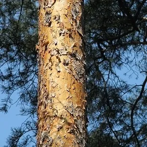 Сосновые опилки оптом в Тюмени купить - оперативная доставка по всей России