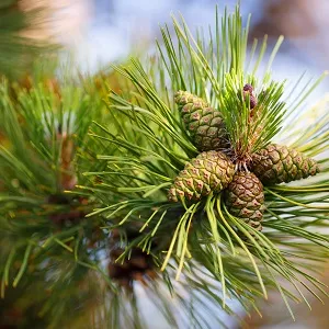 Сосновые опилки оптом в Тюмени от завода-производителя Лигнум Ресурс