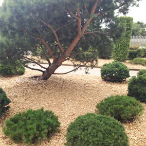 Хвойная щепа оптом в Тюмени купить - оперативная доставка по всей России